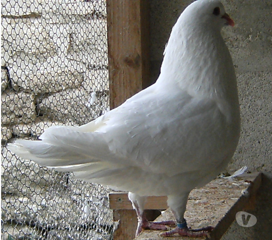 Vente Seine-et-Marne Bagneaux sur Loing - 77167 - Photos Vivastreet Pigeons de chair
