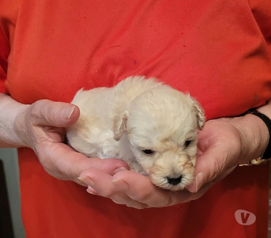 Vente Nord Cambrai - 59400 - Photos Vivastreet chiot caniche toy male
