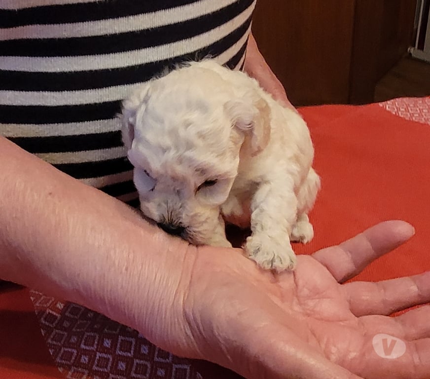 Vente Nord Cambrai - 59400 - Photos Vivastreet chiot caniche toy male