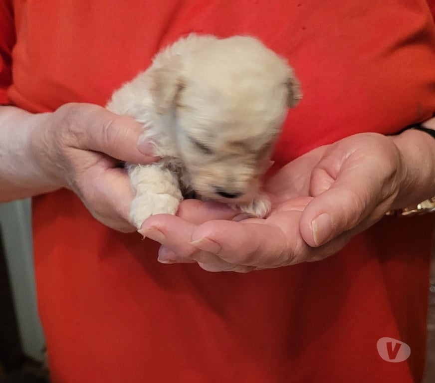 Vente Nord Cambrai - 59400 - Photos Vivastreet chiot caniche toy male