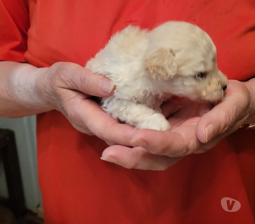 Vente Nord Cambrai - 59400 - Photos Vivastreet chiot caniche toy male
