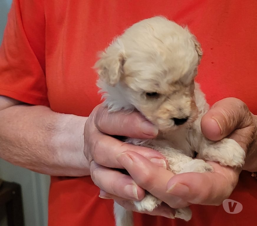Vente Nord Cambrai - 59400 - Photos Vivastreet chiot caniche toy male