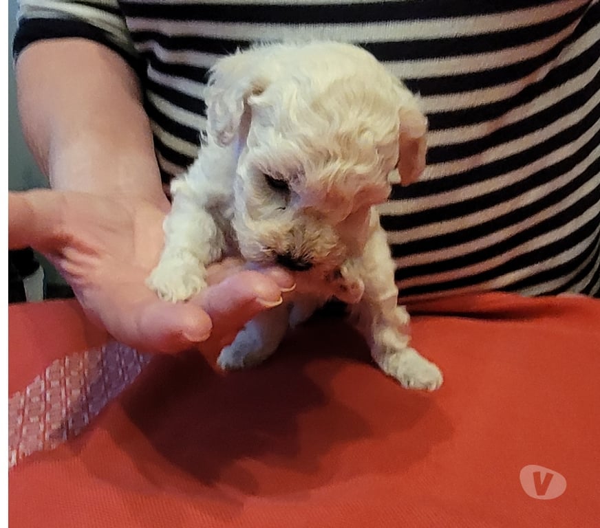 Vente Nord Cambrai - 59400 - Photos Vivastreet chiot caniche toy male