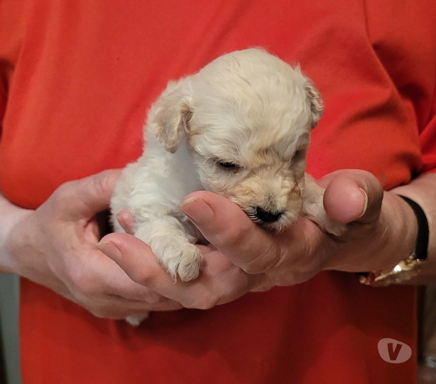 Vente Nord Cambrai - 59400 - Photos Vivastreet chiot caniche toy male