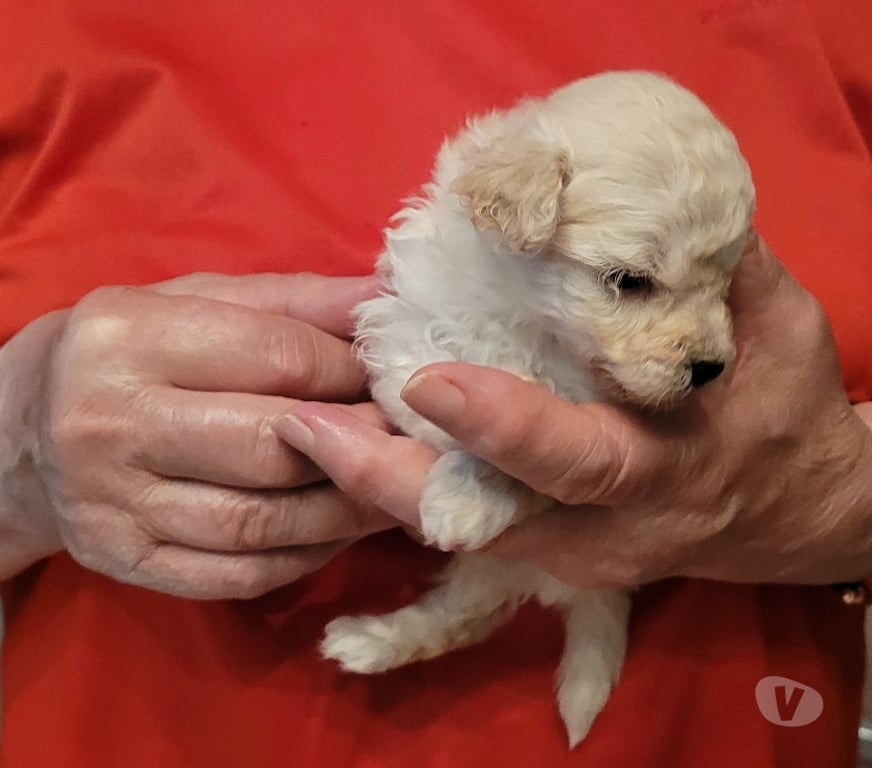 Vente Nord Cambrai - 59400 - Photos Vivastreet chiot caniche toy male