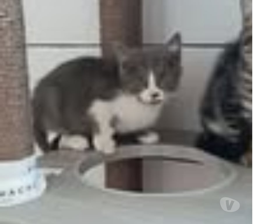 Don animaux Drôme St Restitut - 26130 - Photos Vivastreet Chat NUAGE à l adoption