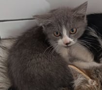 Photos Vivastreet Chat NUAGE à l adoption