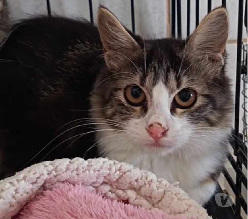 Don animaux Drôme St Restitut - 26130 - Photos Vivastreet Chat FELINES à l adoption