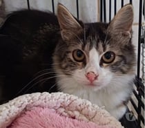 Photos Vivastreet Chat FELINES à l adoption