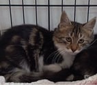 Chat BAMBI à l adoption