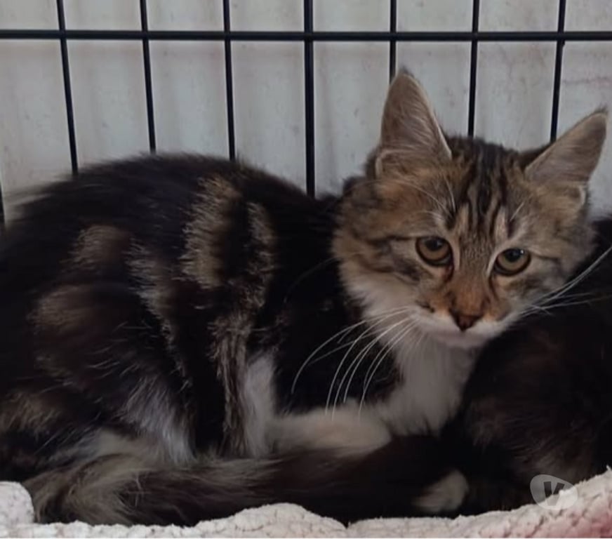Don animaux Drôme St Restitut - 26130 - Photos Vivastreet Chat BAMBI à l adoption