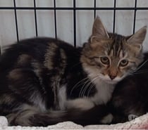 Photos Vivastreet Chat BAMBI à l adoption