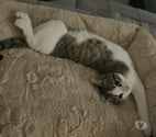 Pelussin - Loire — Chat LOKI à l adoption