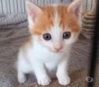 Chat ISIDORE à l adoption