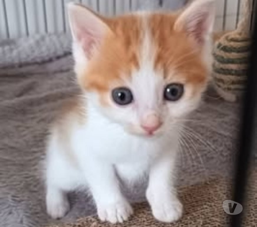 Don animaux Drôme St Restitut - 26130 - Photos Vivastreet Chat ISIDORE à l adoption