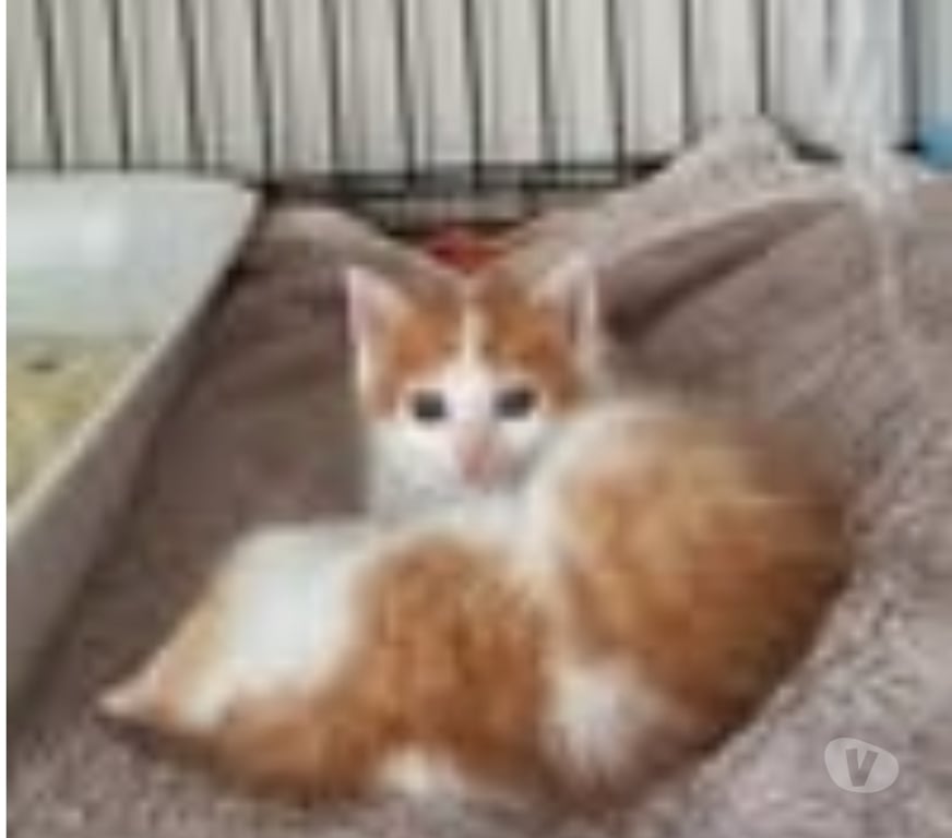 Don animaux Drôme St Restitut - 26130 - Photos Vivastreet Chat ISIDORE à l adoption
