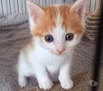 Photos Vivastreet Chat ISIDORE à l adoption