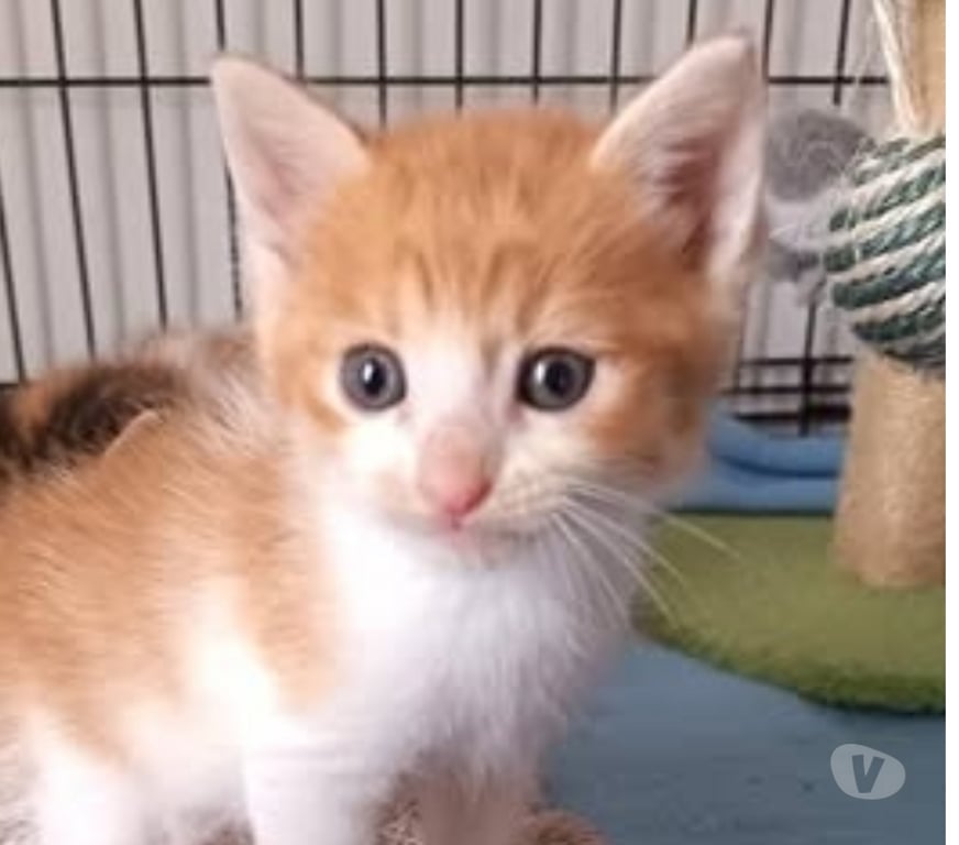 Don animaux Drôme St Restitut - 26130 - Photos Vivastreet Chat WALTER à l adoption