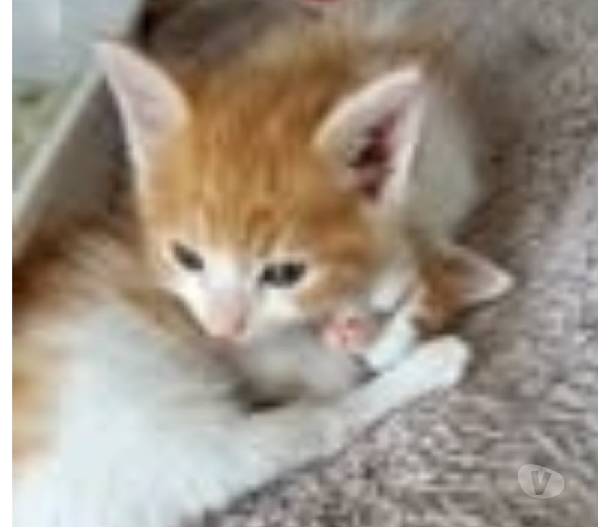 Don animaux Drôme St Restitut - 26130 - Photos Vivastreet Chat WALTER à l adoption