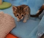 Chat VIRGULE à l adoption