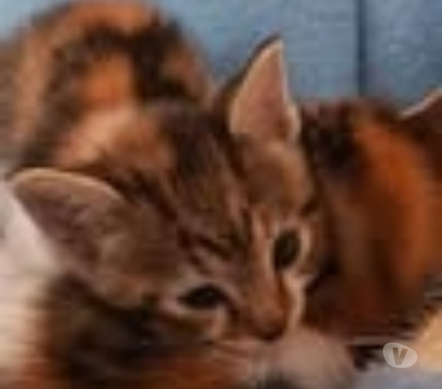 Don animaux Drôme St Restitut - 26130 - Photos Vivastreet Chat VIRGULE à l adoption
