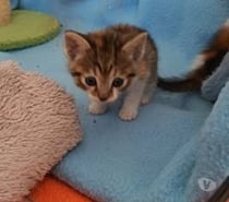 Photos Vivastreet Chat VIRGULE à l adoption