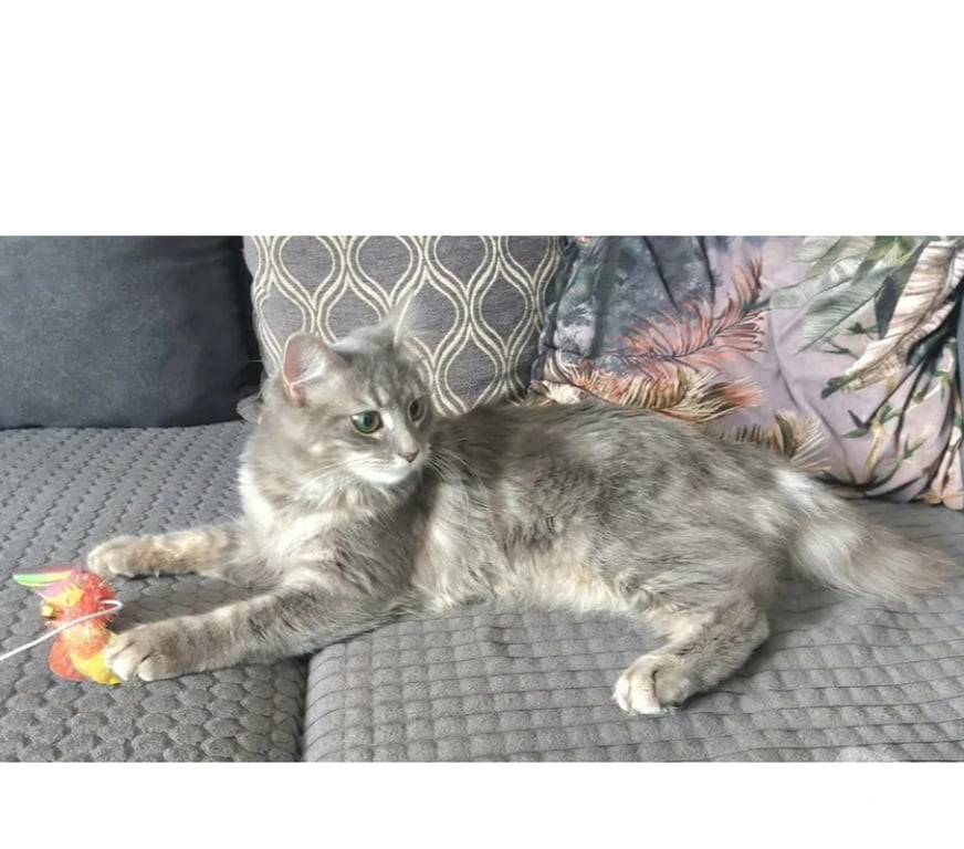 Don animaux Aude Carcassonne - Photos Vivastreet Genelie jolie chatte 10 mois cherche famille serieuse