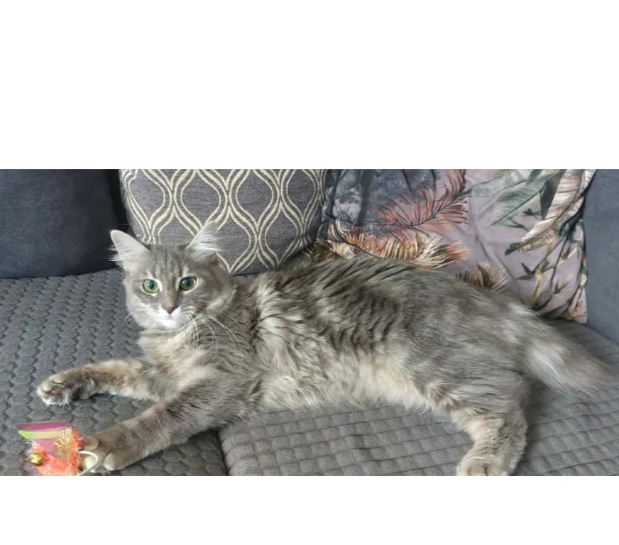Don animaux Aude Carcassonne - Photos Vivastreet Genelie jolie chatte 10 mois cherche famille serieuse