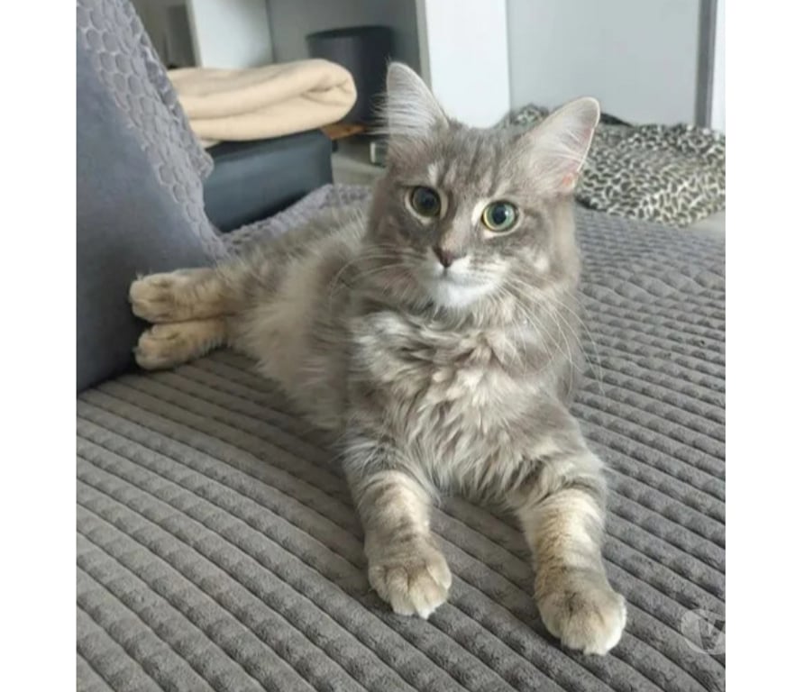 Don animaux Aude Carcassonne - Photos Vivastreet Genelie jolie chatte 10 mois cherche famille serieuse