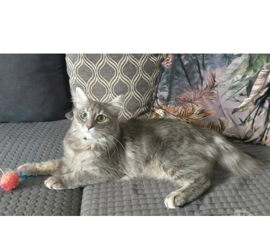 Don animaux Aude Carcassonne - Photos Vivastreet Genelie jolie chatte 10 mois cherche famille serieuse