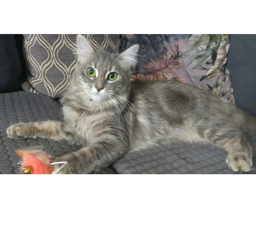 Don animaux Aude Carcassonne - Photos Vivastreet Genelie jolie chatte 10 mois cherche famille serieuse