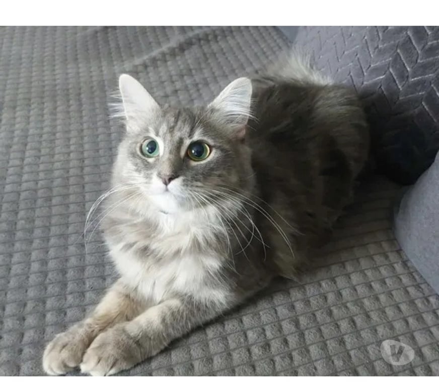 Don animaux Aude Carcassonne - Photos Vivastreet Genelie jolie chatte 10 mois cherche famille serieuse