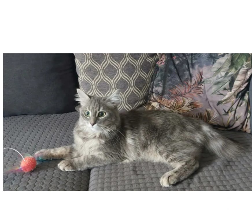 Don animaux Aude Carcassonne - Photos Vivastreet Genelie jolie chatte 10 mois cherche famille serieuse