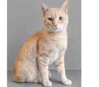 Villalbe - Carcassonne — Roucky adorable chat roux 6 mois cherche famille