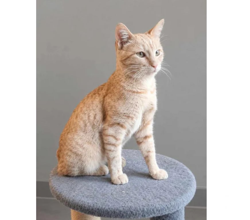 Don animaux Aude Carcassonne - Photos Vivastreet Roucky adorable chat roux 6 mois cherche famille