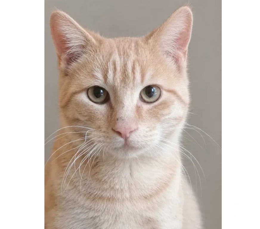 Don animaux Aude Carcassonne - Photos Vivastreet Roucky adorable chat roux 6 mois cherche famille