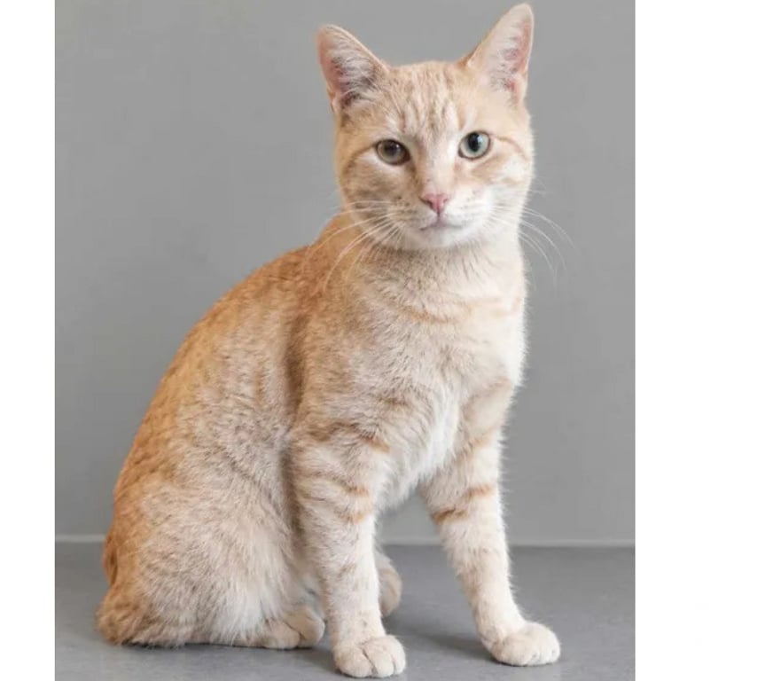 Don animaux Aude Carcassonne - Photos Vivastreet Roucky adorable chat roux 6 mois cherche famille