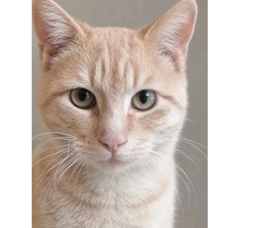 Don animaux Aude Carcassonne - Photos Vivastreet Roucky adorable chat roux 6 mois cherche famille