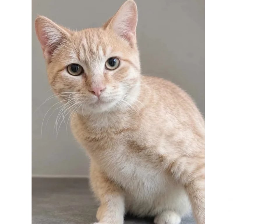 Don animaux Aude Carcassonne - Photos Vivastreet Roucky adorable chat roux 6 mois cherche famille