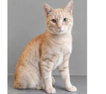 Photos Vivastreet Roucky adorable chat roux 6 mois cherche famille