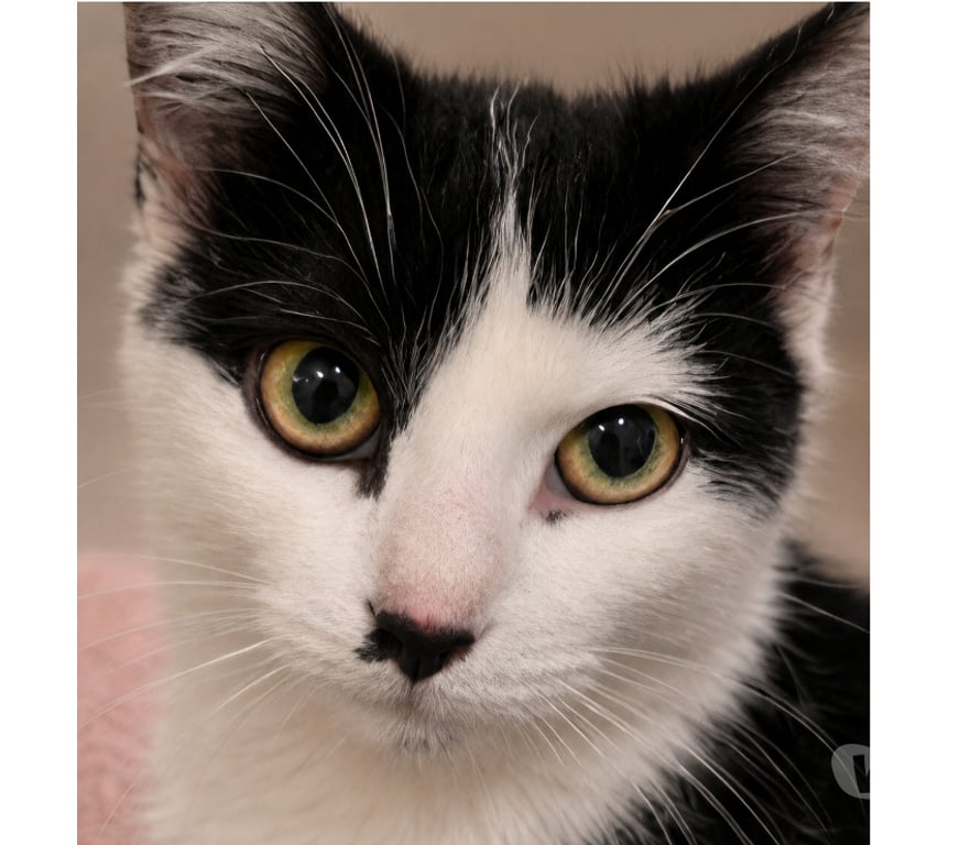 Don animaux Aude Carcassonne - Photos Vivastreet Moka gentille chatte 5 mois cherche adoptants