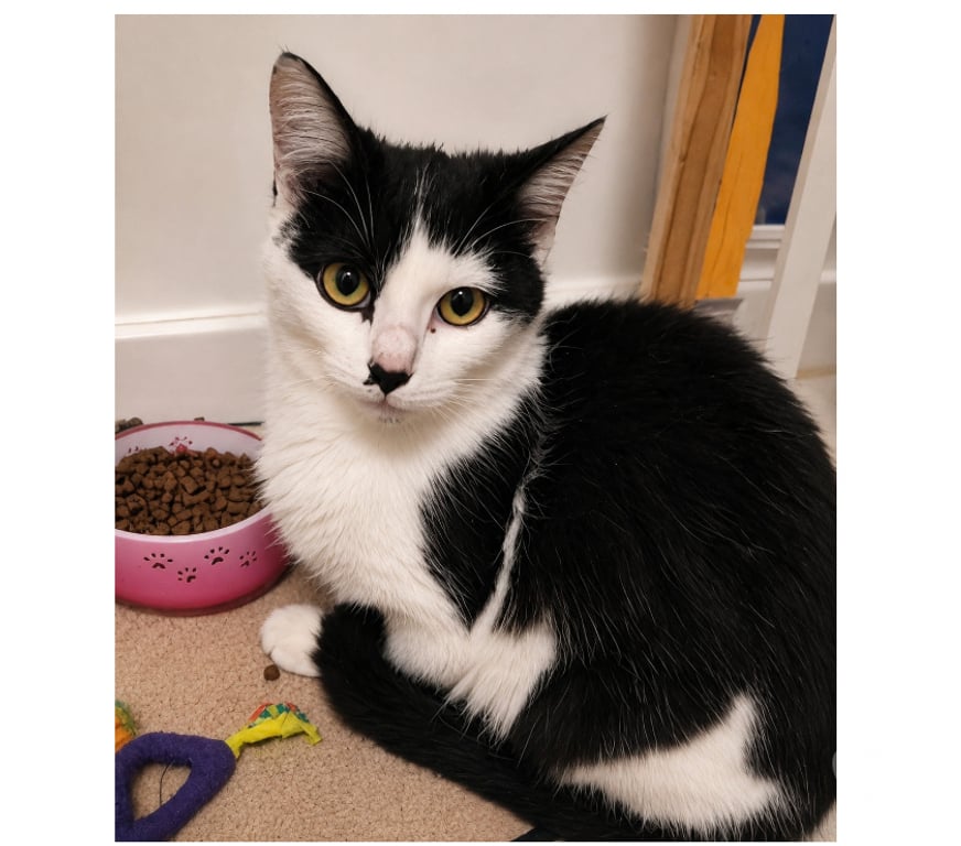 Don animaux Aude Carcassonne - Photos Vivastreet Moka gentille chatte 5 mois cherche adoptants