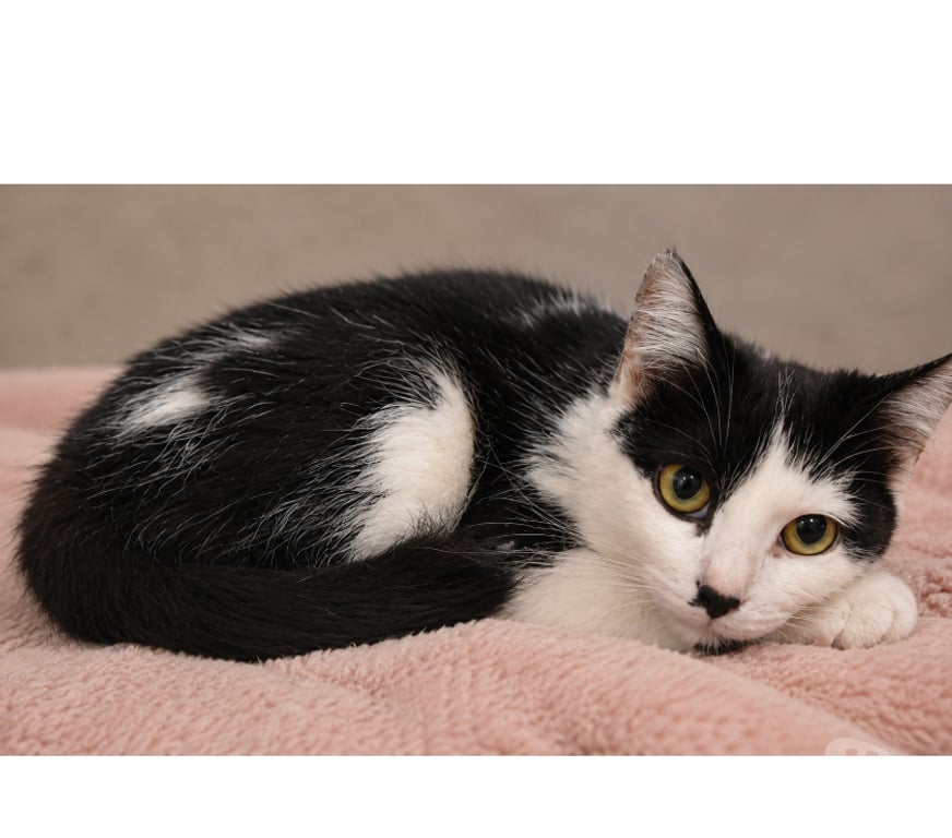 Don animaux Aude Carcassonne - Photos Vivastreet Moka gentille chatte 5 mois cherche adoptants