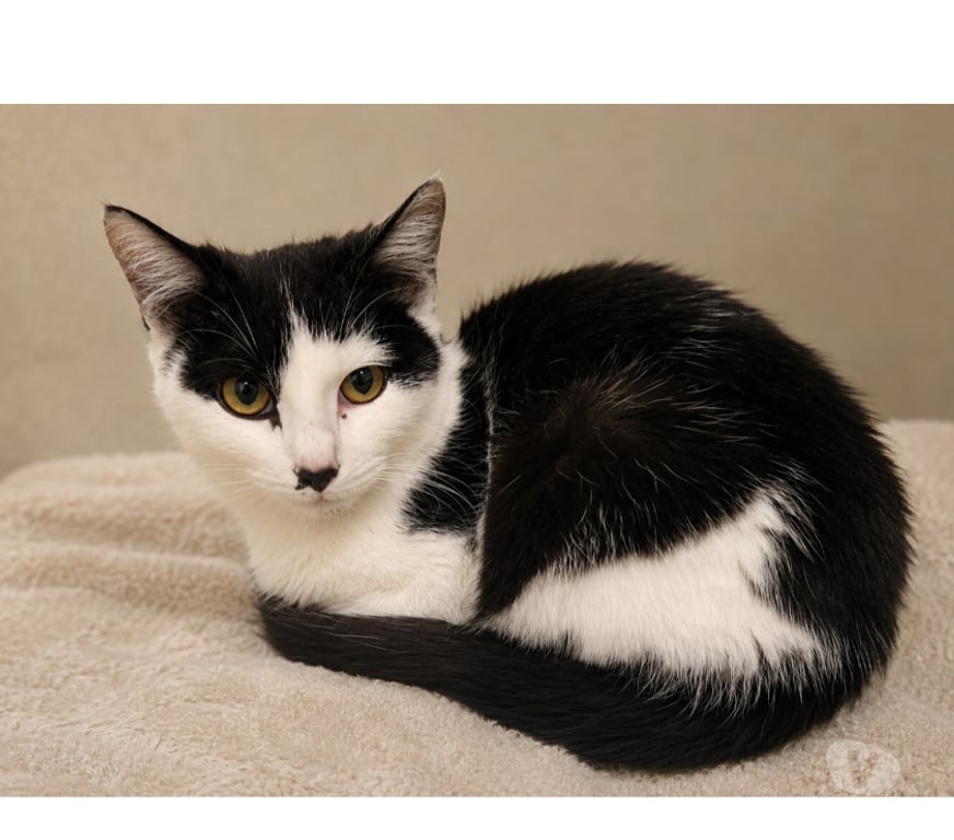 Don animaux Aude Carcassonne - Photos Vivastreet Moka gentille chatte 5 mois cherche adoptants