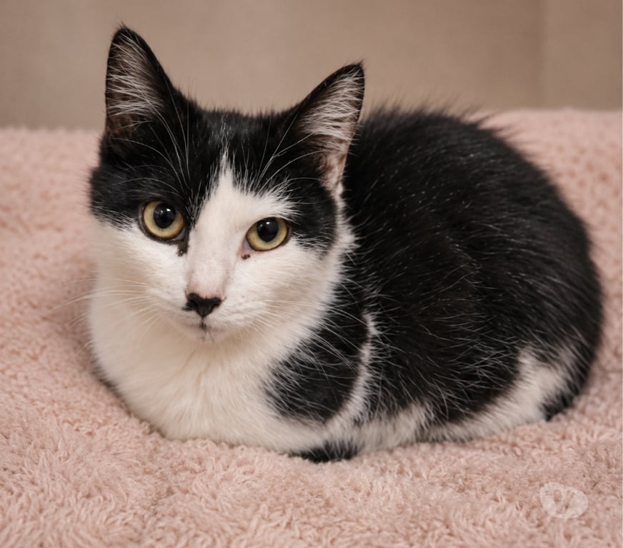 Don animaux Aude Carcassonne - Photos Vivastreet Moka gentille chatte 5 mois cherche adoptants