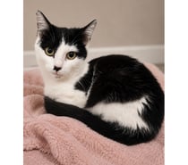 Photos Vivastreet Moka gentille chatte 5 mois cherche adoptants