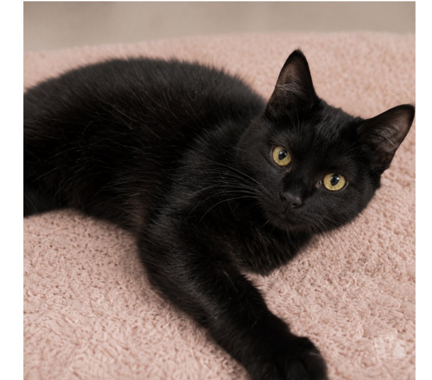 Don animaux Aude Carcassonne - Photos Vivastreet Mako adorable chat 6 mois cherche famille serieuse