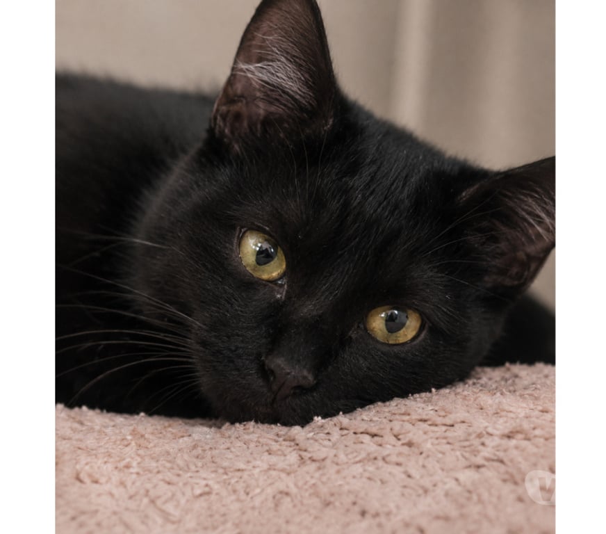 Don animaux Aude Carcassonne - Photos Vivastreet Mako adorable chat 6 mois cherche famille serieuse