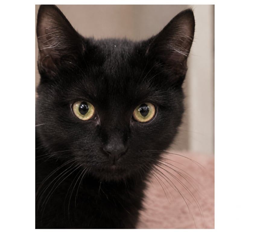 Don animaux Aude Carcassonne - Photos Vivastreet Mako adorable chat 6 mois cherche famille serieuse