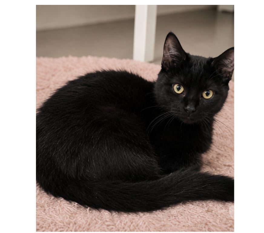 Don animaux Aude Carcassonne - Photos Vivastreet Mako adorable chat 6 mois cherche famille serieuse